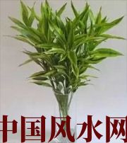 信阳十二生肖养什么植物最旺财运？你知道吗！